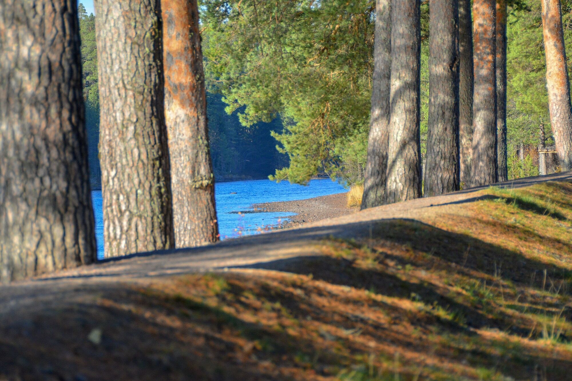 Aelvdalens Camping Ngoại thất bức ảnh